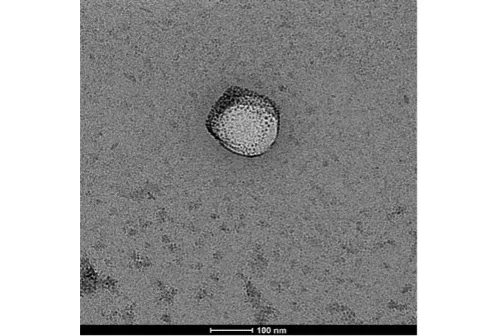 Spoke5_nanovescicola