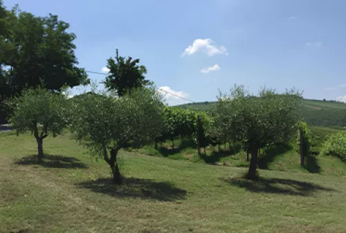 NODES_Progetto_OLIOP