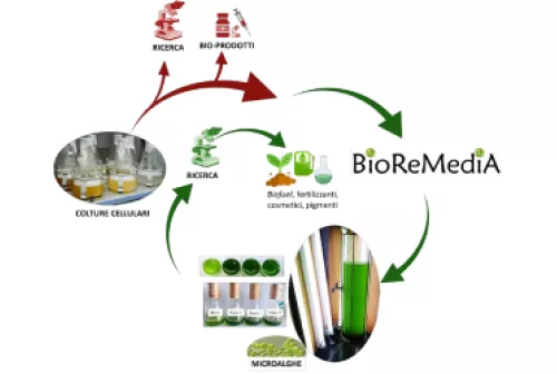 sp2 bioremedia small