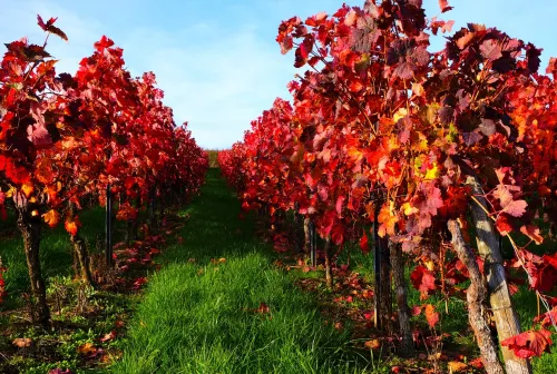 Vineyard