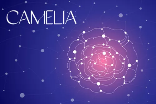 SPOKE3_Camelie_Preview