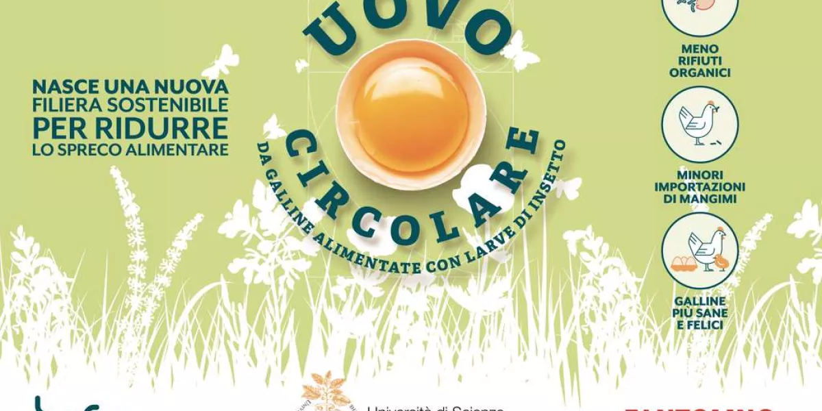 uova circolare