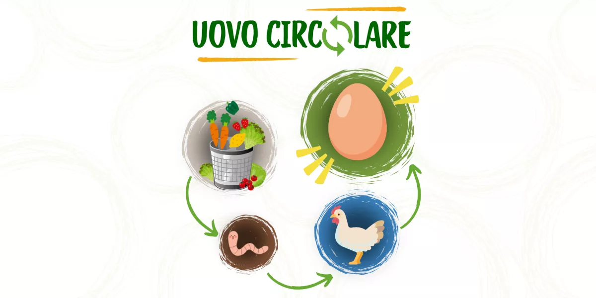 uovo circolare