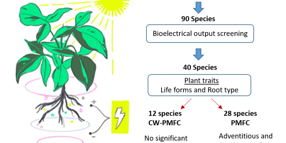brugellis research concept