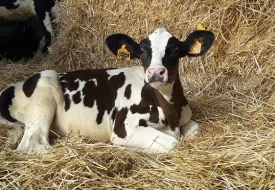 Spoke 6 settore agroindustriale
